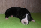 meggie