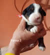 fena 2