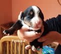 fena 4